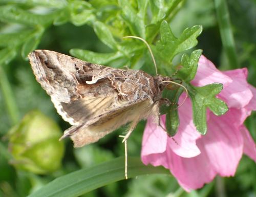 Réf. 271 689 : Autographa gamma